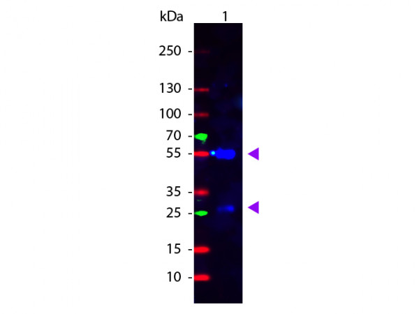 Anti-Sheep IgG (H&amp;L) [Rabbit] (Min X Human serum proteins) Fluorescein conjugated