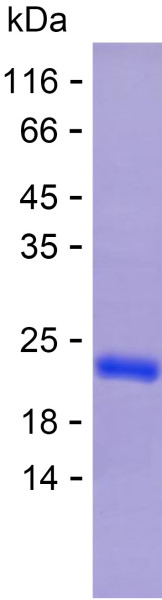 Recombinant Human ITGA10 Protein