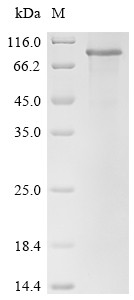 Delta and Notch-like epidermal growth factor-related receptor (DNER), partial, human, recombinant