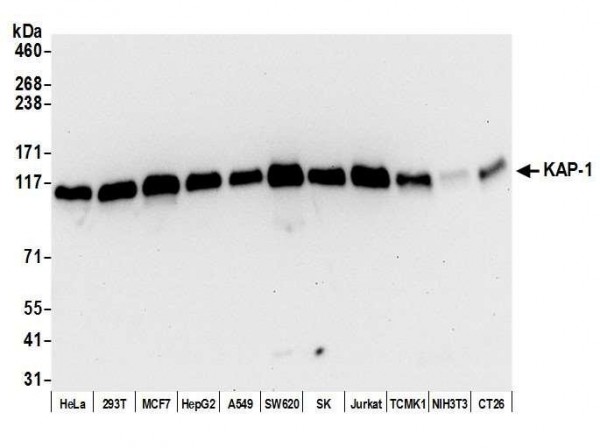 Anti-KAP-1 Recombinant Monoclonal