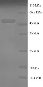 Tumor necrosis factor alpha-induced protein 8 (TNFAIP8), human, recombinant