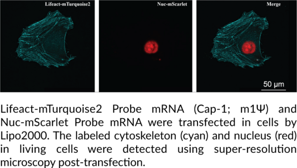 Lifeact-mTurquoise2 Probe mRNA (Cap-1, m1Psi)