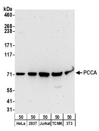 Anti-PCCA