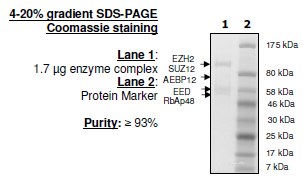 EZH2 (Y641N) /EED/SUZ12/RbAp48/AEBP2, human recombinant protein complex