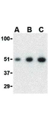 Anti-MCG10