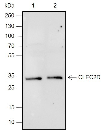 Anti-Recombinant CLEC2D, clone A686