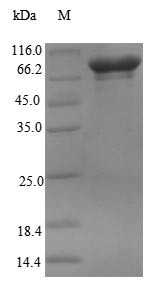 RNA-binding protein 14 (RBM14), human, recombinant