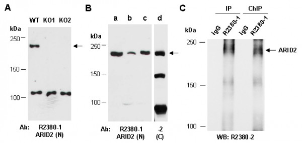 Anti-ARID2 (N)