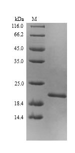 Elongation factor P (efp), Escherichia coli, recombinant