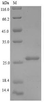 Large ribosomal subunit protein P1 (RPLP1), human, recombinant