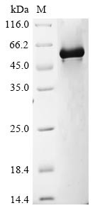 Glypican-1 (GPC1), partial, human, recombinant