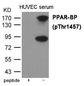 Anti-Phospho-MED1 (Thr1457)