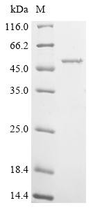 Outer membrane protein Omp38 (omp38), Acinetobacter baumannii, recombinant