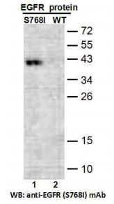 Anti-EGFR (S768I)