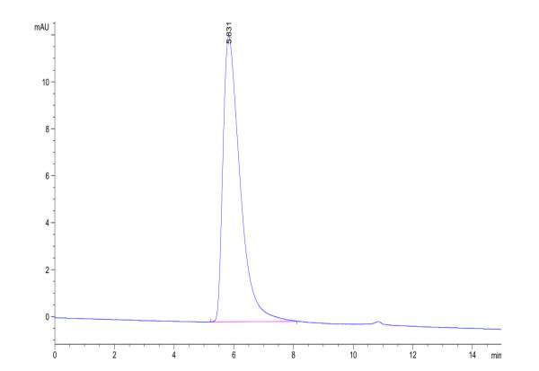 Human CD27/TNFRSF7 Protein