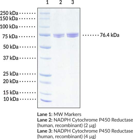 NADPH Cytochrome P450 Reductase (human, recombinant)