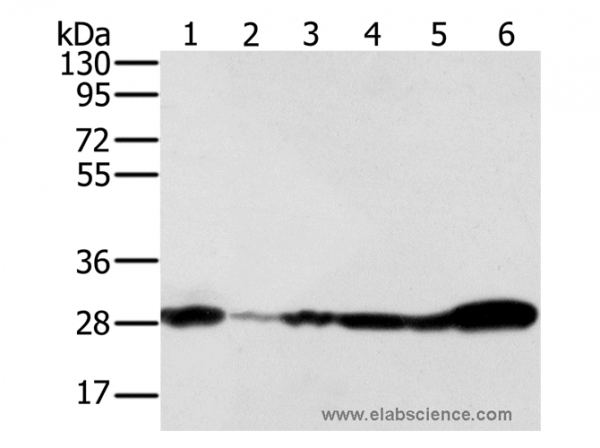 Anti-NDUFS3