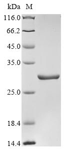 Adenine phosphoribosyltransferase (apt), Escherichia coli O139:H28, recombinant