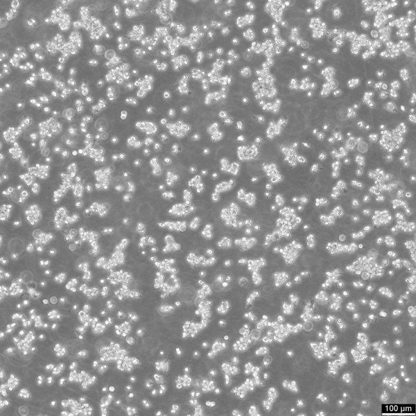 NR8383 Cells