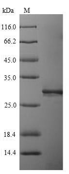 Leukocyte immunoglobulin-like receptor subfamily A member 5 (LILRA5), partial, human, recombinant