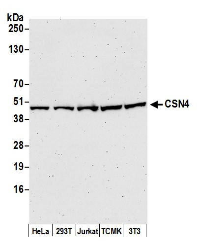 Anti-CSN4