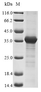 Neurexophilin-3 (NXPH3), human, recombinant