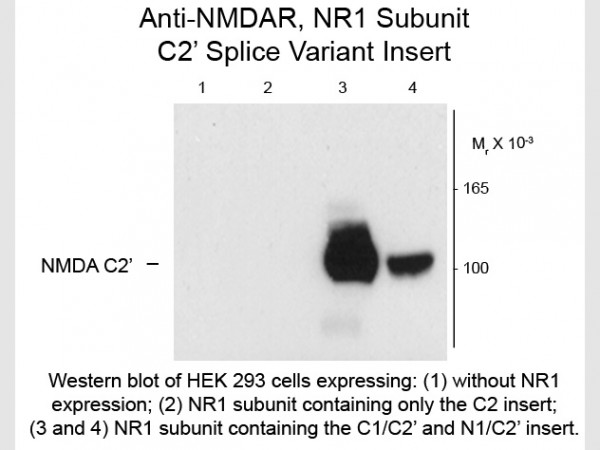 Anti-NMDA R1, Splice Variant C2&#039;