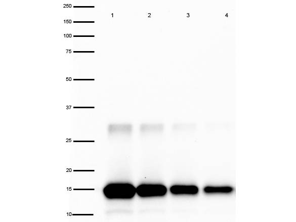 Anti-Interleukin-2 (IL-2), Peroxidase conjugated