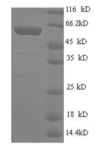 GPI-linked NAD (P) (+)--arginine ADP-ribosyltransferase 1 (ART1), human, recombinant