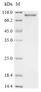 Cullin-5 (CUL5), human, recombinant