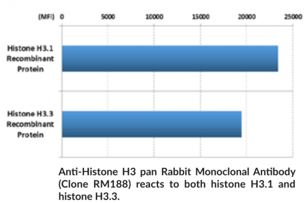 Anti-Histone H3 pan Rabbit (Clone RM188)