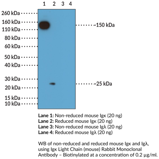 Anti-Igkappa Light Chain (mouse) Rabbit Monoclonal Antibody - Biotinylated (RM103)