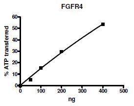 FGFR4, Active human recombinant protein, N-terminal GST tag