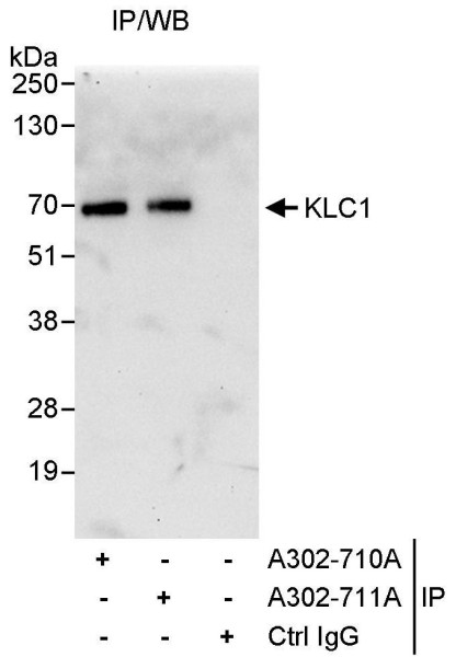 Anti-KLC1