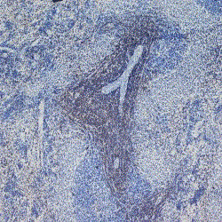 Anti-CD4 (azide free), clone W3/25