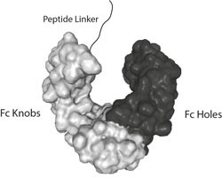 Fc (LALA-PG)-KIH (human) IgG1 Control (rec.)