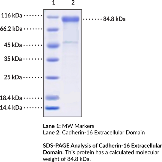 Cadherin-16 Extracellular Domain (human, recombinant)