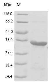 Rhodopsin (RHO), partial, swine, recombinant