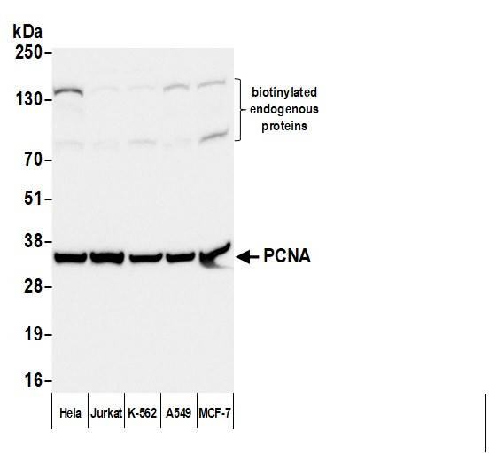 Anti-Mouse IgG-Fc Fragment cross-adsorbed, Biotin conjugated