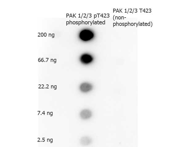 Anti-phospho-PAK1,2,3 (Thr423) (p21 Activated Kinase 1,2,3)