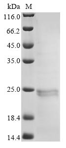 Erythropoietin (EPO), horse, recombinant