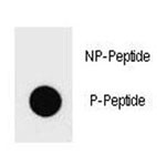 Anti-phospho-PTEN (Tyr336)