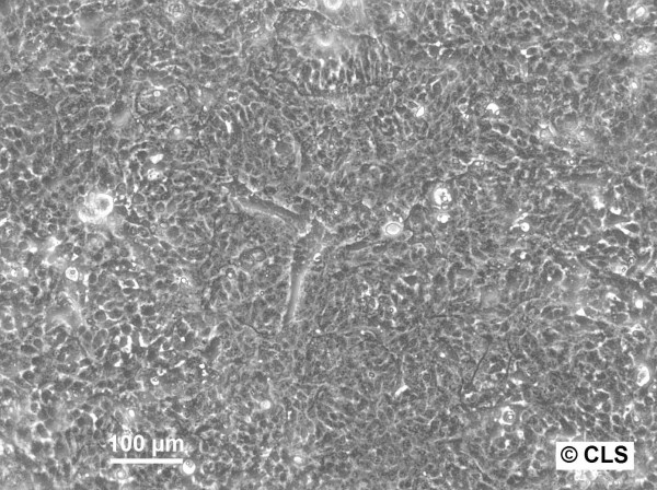 PECA Cells