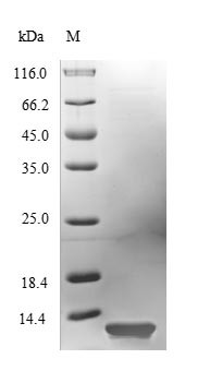 Hydrophobin-2 (hfb2), Hypocrea jecorina, recombinant