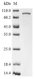 Putative ATP-dependent RNA helicase Pl10 (D1Pas1), mouse, recombinant