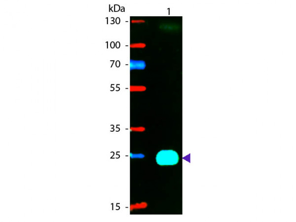 Anti-Mouse IgG F(ab')2 [Goat] (Min X Bv Hs &amp; Hu serum proteins) Phycoerythrin conjugated F(ab')2 fra
