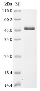 S- (hydroxymethyl)glutathione dehydrogenase (frmA), Escherichia coli, recombinant