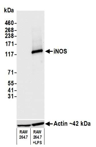Anti-iNOS Recombinant Monoclonal