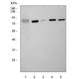Anti-GLIS3 / GLI-similar 3 / ZNF515