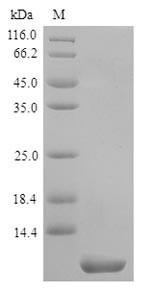 Transmembrane 4 L6 family member 1 (TM4SF1), partial, human, recombinant